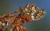 Steppeparelmoervlinder 2 - Melitaea aurelia